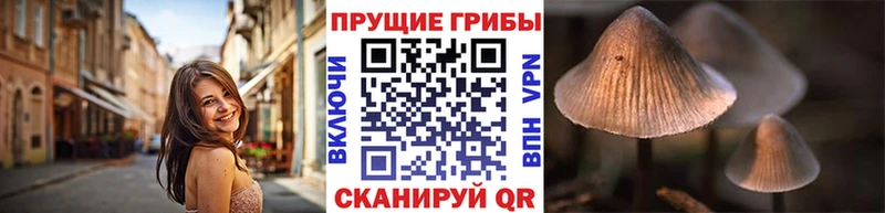 Псилоцибиновые грибы Cubensis  Павлово 